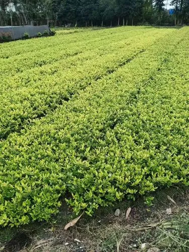 百宝力青少年网球拍